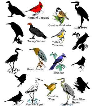 Birds-goog.gif