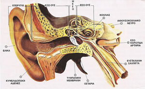 Ear-01-goog.jpg