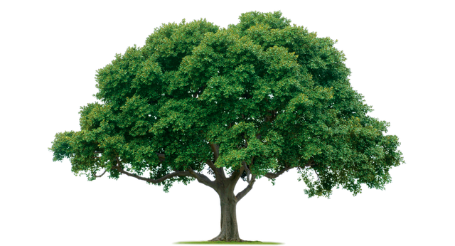 File:Tree.png