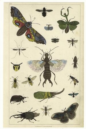 Insekter