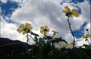 Sky-02-goog