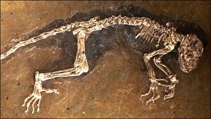 Fossils-01-goog.jpg