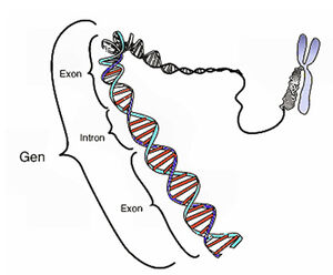 Genetics-Gen-01-goog.jpg