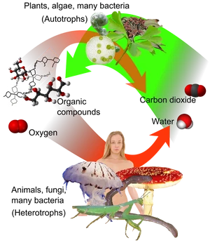Autotrophy-Heterotrophy-01-goog.png