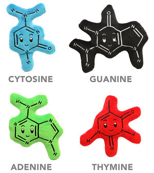 Nucleobases-01-goog.jpg
