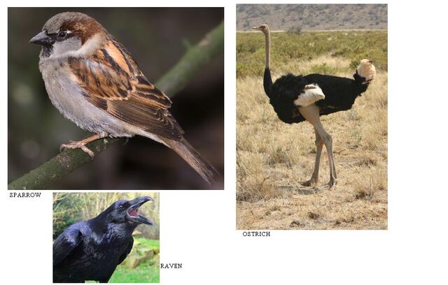 File:Birds Of Earth.jpg