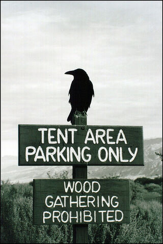 File:Raven sez- .jpg