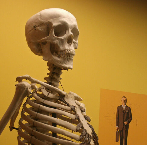 File:Human skull, with briefcase.jpg