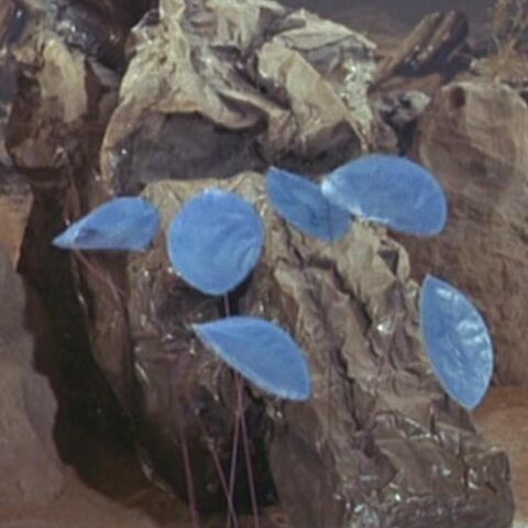 File:Talosian singing plant.jpg