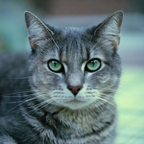 File:Stormy Cat.jpg