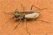 Sandbeetle01