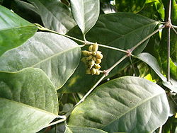 250px-Gnetum gnemon BotGardBln1105C 2