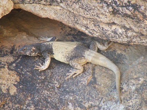 070336Chuckwalla
