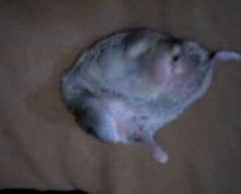 Ffef.pngf33f