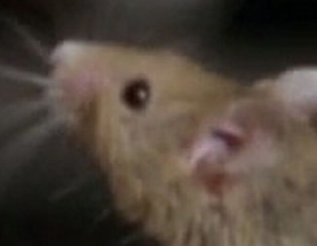 File:Mouse'sFaceInGarfield.jpg