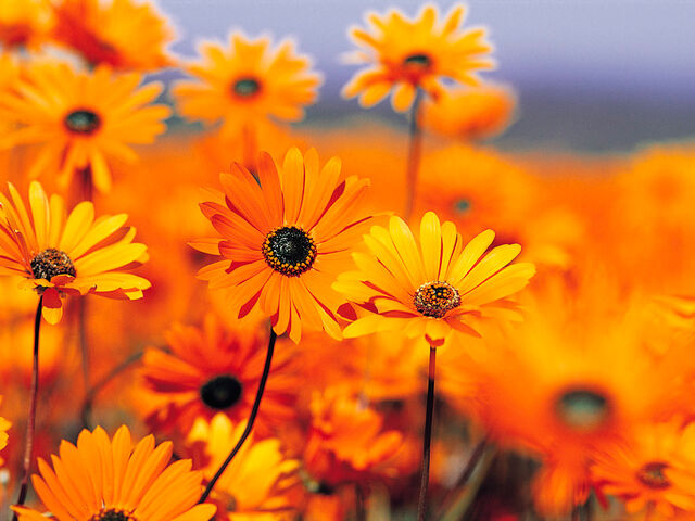 File:Black-eyed Susans.jpg