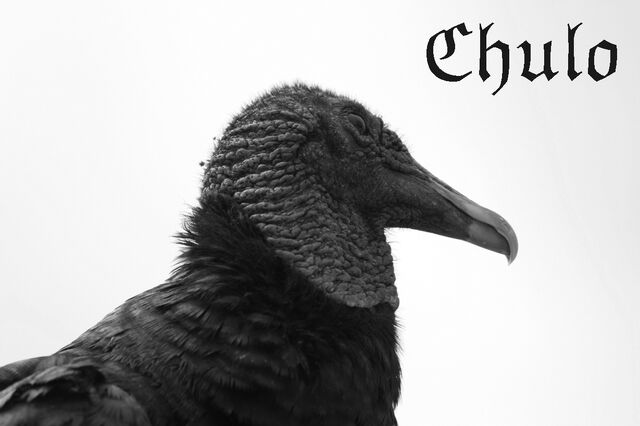 File:Chulo1.jpg