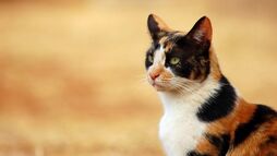 Koshka-s-neobychnym-okrasom-e1446974975101.jpg