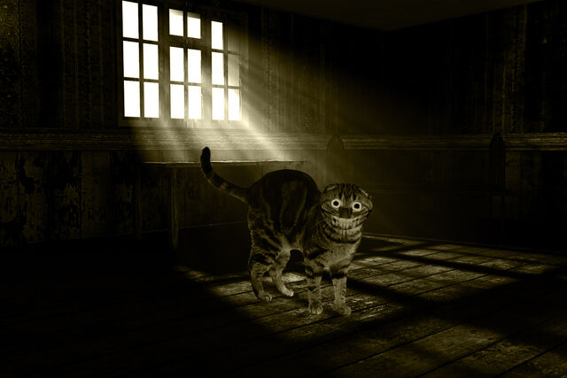 Файл:Cat.jpg