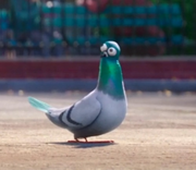 Pigeon