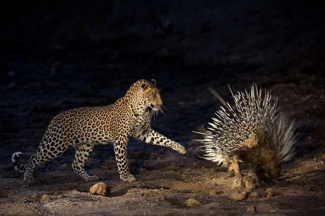 File:Porcupine.jpg