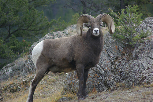 File:Bighorn Sheep.jpg