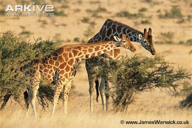 File:Giraffe.jpg