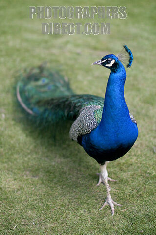 File:Peacock.jpg