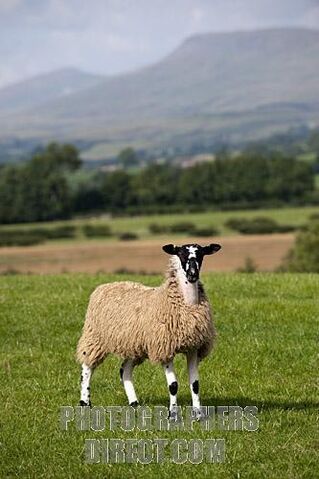 File:Sheep.jpg