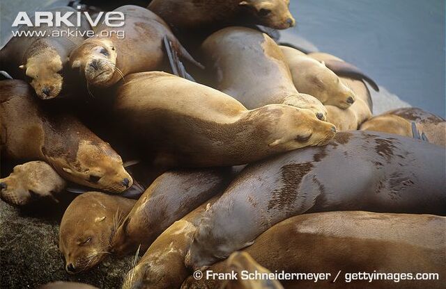 File:Sleeping on Land.jpg