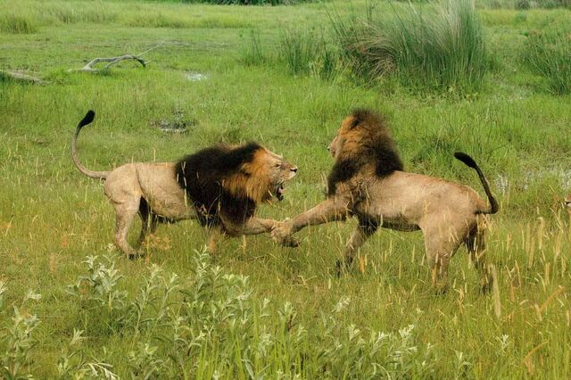 File:A battle between two.jpg