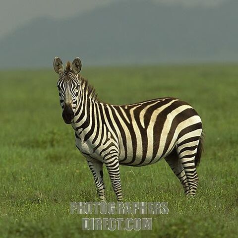 File:Plains Zebra.jpg