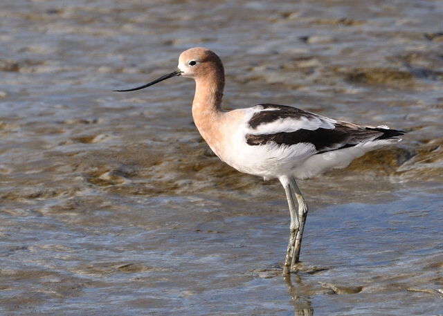 File:American Avocet.jpg