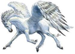 Pegasus.jpeg