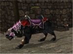 Siyah leopar.jpg