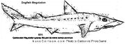 Dogfish