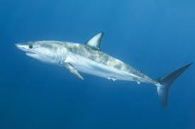 File:Mako.jpg