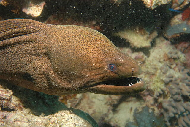File:Moray eel6.jpg