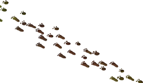 Tracks