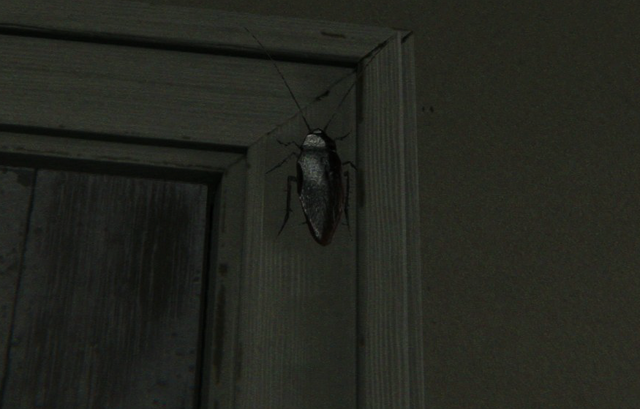 File:Cockroach.png