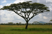 830px-Acacia