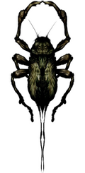 Creeper SH1