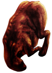 Carrion