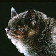 Gray bat