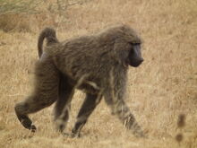 Olive-baboon