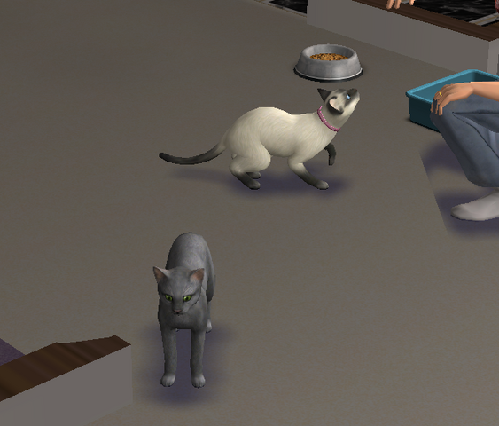 File:Jaguar and bailey.png