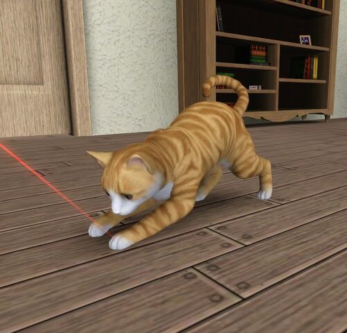File:Maya Mae the cat.jpg