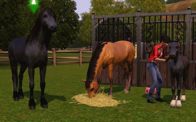 File:Horse eating hay.jpg