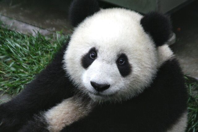 File:Panda 3.jpg