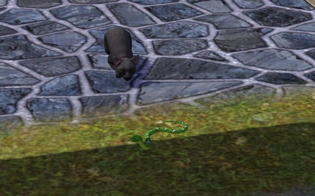 File:Cat hunting snake.jpg